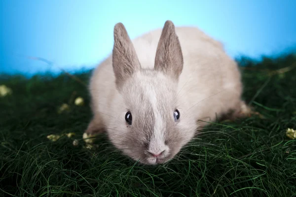 กระต่ายทารกฤดูใบไม้ผลิ — ภาพถ่ายสต็อก