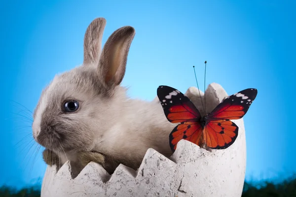 Весна baby кролик — стокове фото
