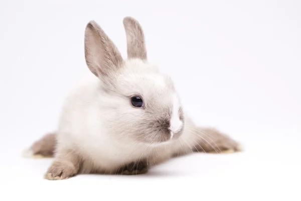 Våren baby bunny — Stockfoto