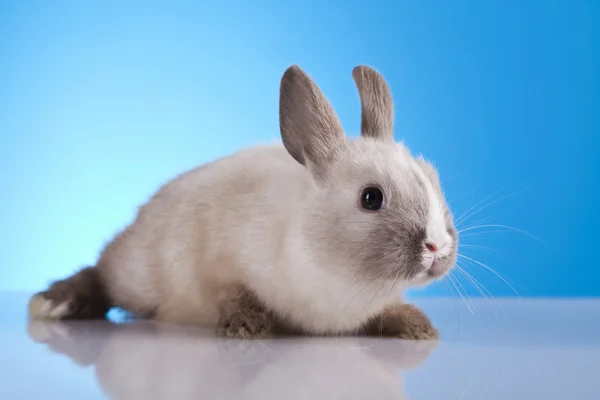 Bahar bebek tavşan — Stok fotoğraf