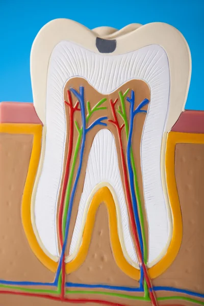 Anatomie des dents — Photo