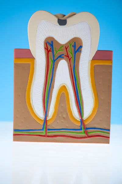 Anatomía dental —  Fotos de Stock