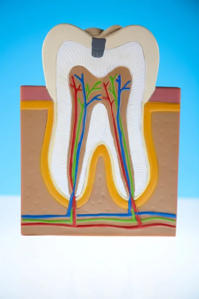 stock image Tooth anatomy