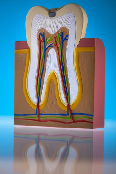 Estructura del diente humano —  Fotos de Stock