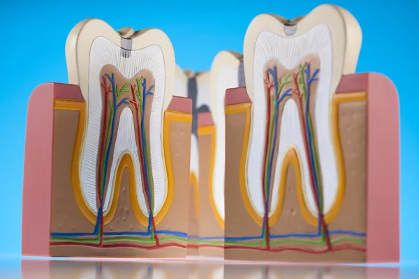 Estrutura dos dentes humanos — Fotografia de Stock
