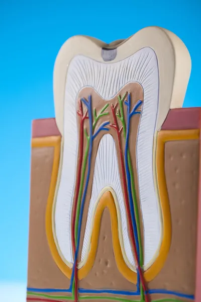 Estrutura dos dentes humanos — Fotografia de Stock