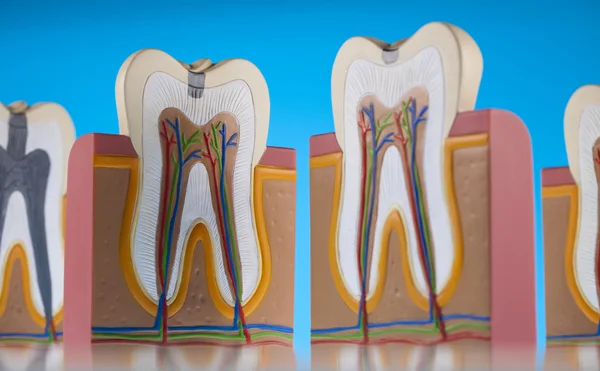 Struktura lidských zubů — Stock fotografie