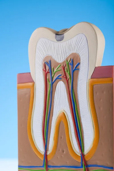 stock image Anatomy of the tooth