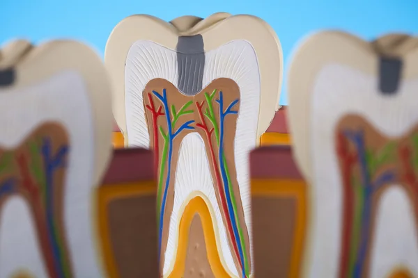 Anatomía del diente —  Fotos de Stock