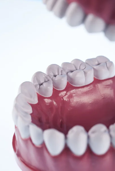 Hampaat — kuvapankkivalokuva