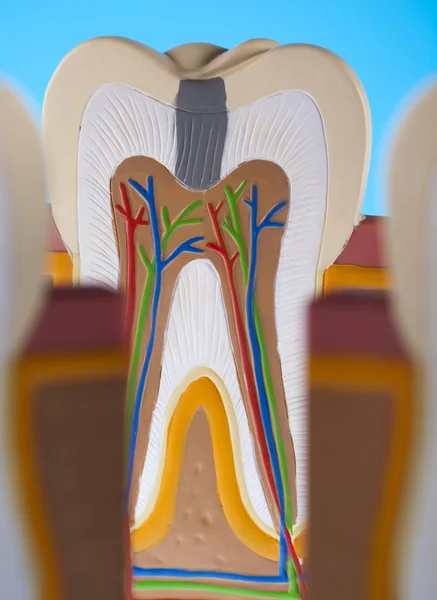 stock image Anatomy of the tooth