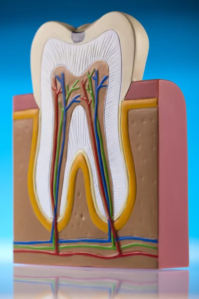 Anatomia del dente — Foto Stock