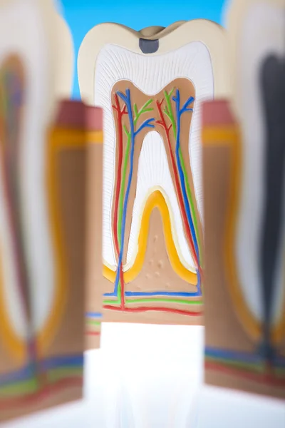 Anatomia zęba — Zdjęcie stockowe
