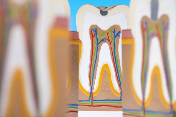 Anatomy of the tooth — Stock Photo, Image