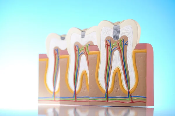 Anatomy of the tooth — Stock Photo, Image