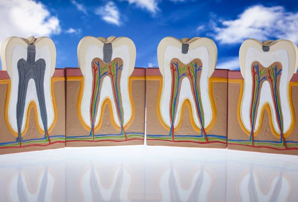 stock image Tooth anatomy