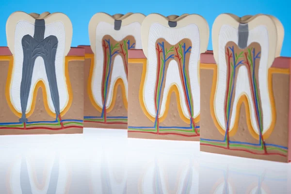 치아의 해부학 — 스톡 사진