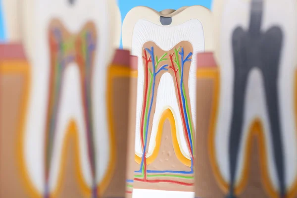 Анатомію зуба — стокове фото