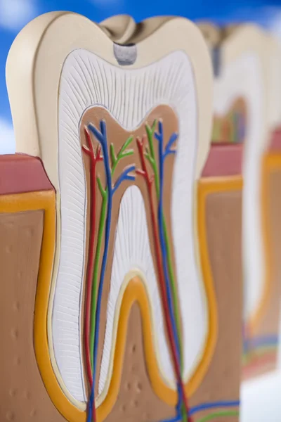 Insan diş yapısı — Stok fotoğraf