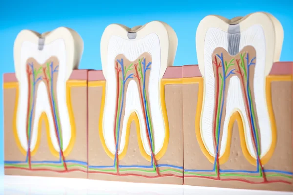 Struktura lidských zubů — Stock fotografie
