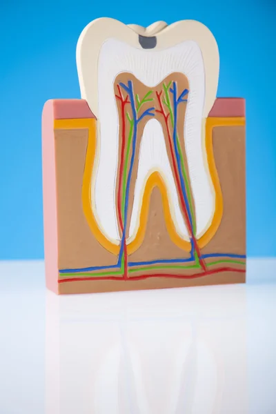 Estructura del diente humano —  Fotos de Stock