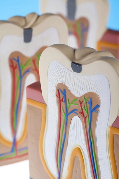 Human tooth structure — Stock Photo, Image