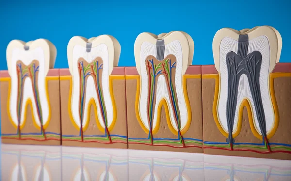치아의 해부학 — 스톡 사진