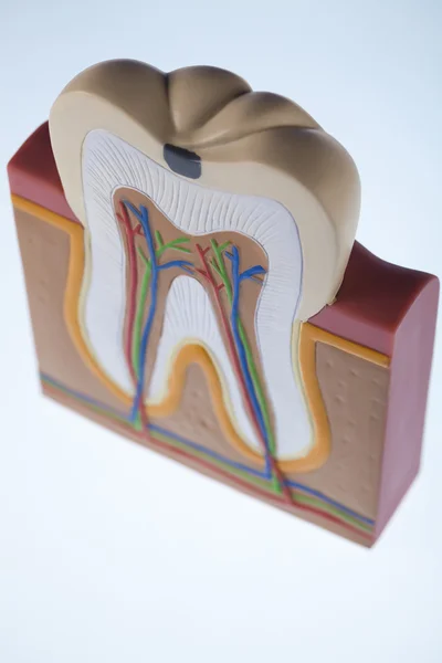 Anatomia del dente — Foto Stock