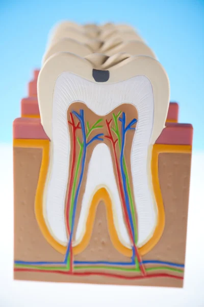 stock image Anatomy of the tooth