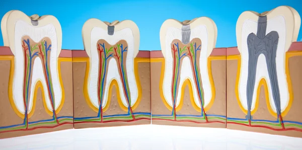 stock image Anatomy of the tooth