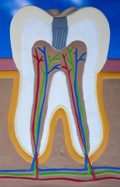 Human tooth structure — Stock Photo, Image