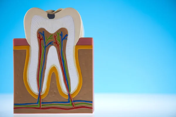Struttura del dente umano — Foto Stock