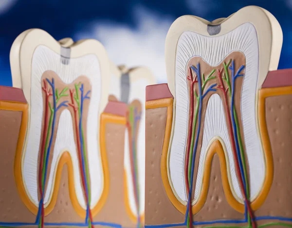 Stock image Human tooth structure