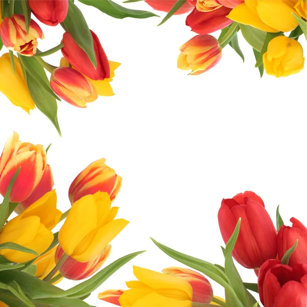 Tulipán květ hranice — Stock fotografie