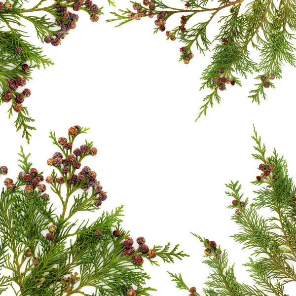 Cypress leaf gränsen — Stockfoto