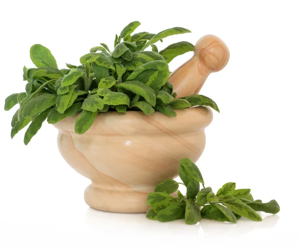 Variegated Sage Herb — Stock Photo, Image