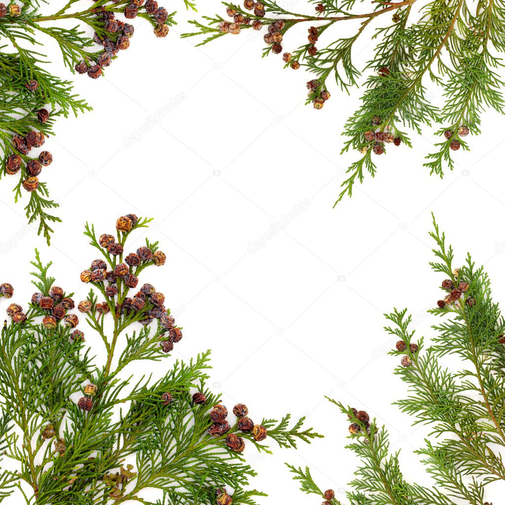 Cypress Leaf Border Stock Photo by ©marilyna 10648346