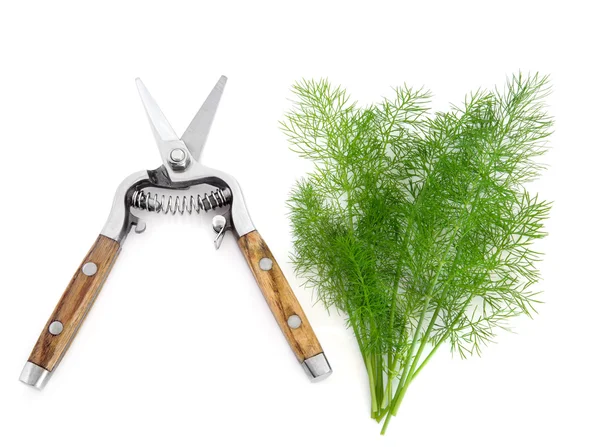 Kopr herb a zahradnické nůžky — ストック写真