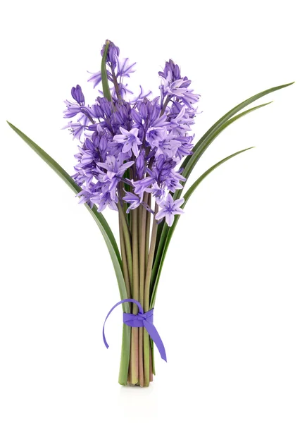 Bluebell Flowers — Stock Photo, Image