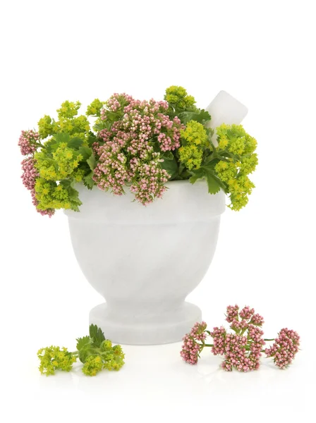 Valerian and Lady 's Mantle Herbs — стоковое фото