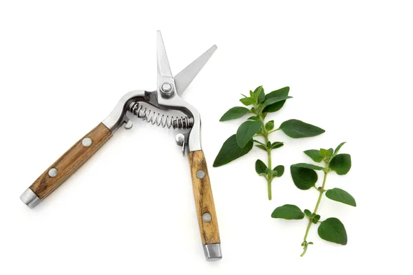 Secateurs and Marjoram Herb — Stock Photo, Image