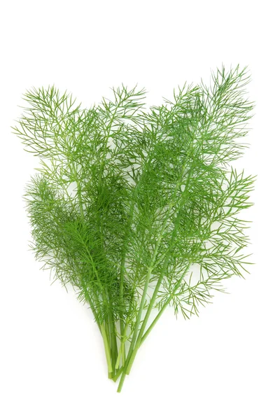 Dill ört leaf kvist — Stockfoto