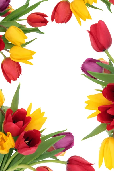 チューリップの花のボーダー — ストック写真