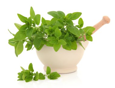 Oregano Herb clipart