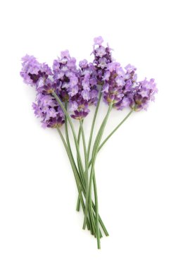 Lavender Herb Flower Posy clipart