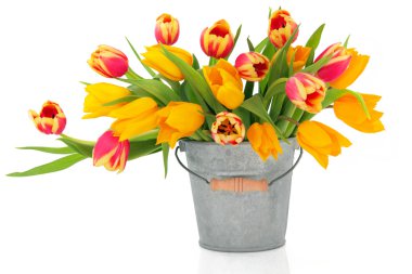 Tulip Beauties clipart