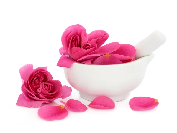 Rosa fiore bellezza — Foto Stock