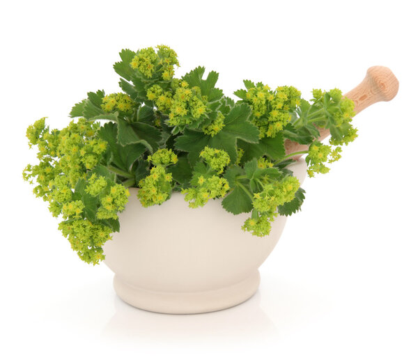 Дамы мантии цветы травы