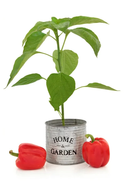 Röd paprika planta — Stockfoto