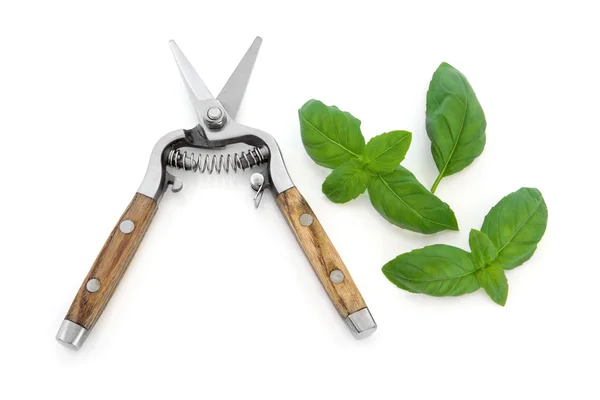 Basil Herb and Secateurs — Stock Photo, Image